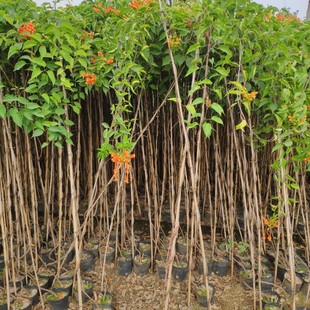 201 supply firecracker flower 0.3-3 meters high bag seedling cup potted climbing base direct sales