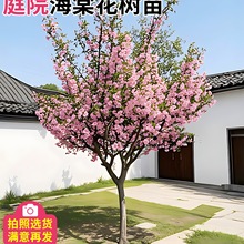 ���Ę���ͥԺ���Դ�䱱�����z�������Ļ����ļ��Nֲ�ͺ��_��ֲ��