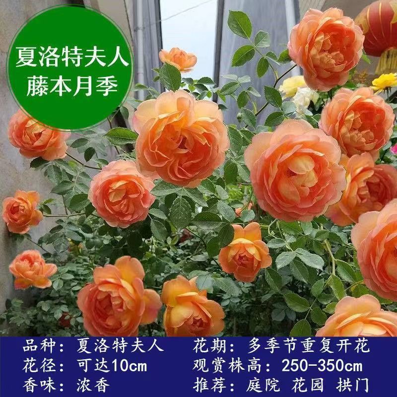 Flores de gran pila de rosas de rosa de temporada vieja, plantas de patio fragrantes, flores de balcón, flores de flores de rosa de rosa en todas las estaciones image 13