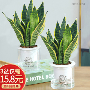 Golden-Edged Tiger Tail Orchid Plant Indoor Living Room Balcony Small Potted Large Green Plant Air Purification Hydroponic Dwarf Tiger Tail Orchid