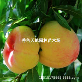 嫁接桃树苗风味皇后油蟠桃苗黄金油蟠桃苗南北方种植果树当年结果