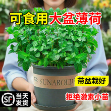 ���象�����Կ�ʳ�ô����҃���þGֲ�Ե����ļ����ֲ��؈�����~