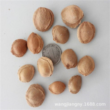 山杏种子山杏核 杏子胡 野杏树种子绿化树种山杏树种子林木树种籽