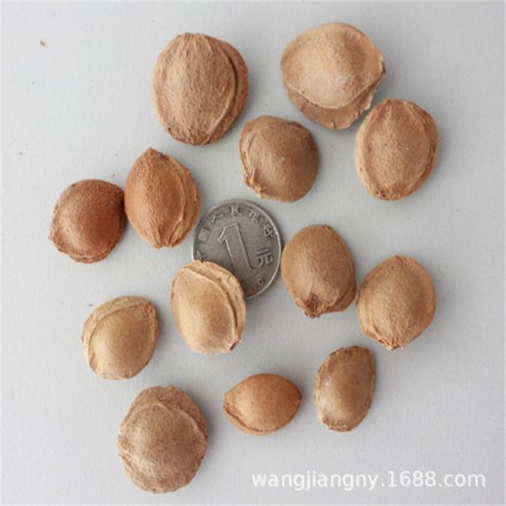 山杏种子山杏核 杏子胡 野杏树种子绿化树种山杏树种子林木树种籽