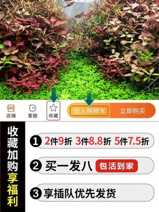 �~�ב���ˮ�ݻ��wֲ��ˮ�ų�ľĪ˹��ˮ�ݷN��ˮ�����쾰�b��ײ�