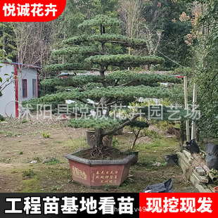 Wholesale Base of Five-Needle Pine Saplings for Landscaping, Five-Needle Pine Landscape Bonsai, Five-Needle Pine Shaped Trees