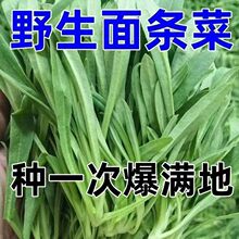 ��l�˷N���|��ζ��������l���߲˷N���̨��ƿ����t��Ұ������