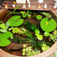 陶瓷养鱼睡莲缸专用缸盆老式水缸庭院储水造景种荷花大口莲瓦