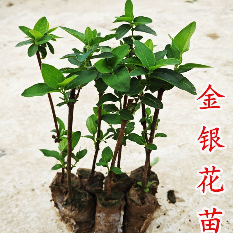 金银花苗耐热耐寒植物鸳鸯藤树苗爬攀援花卉浓香盆栽食用
