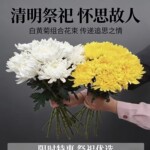 菊花鲜花 黄菊白菊花 清明节祭祀扫墓哀悼鲜花束鲜切花卉鲜花批发