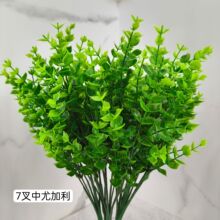 ����Gֲ���Ͻ��X�� �����ҾӔzӰ�b�7���ȼ���֦�^���