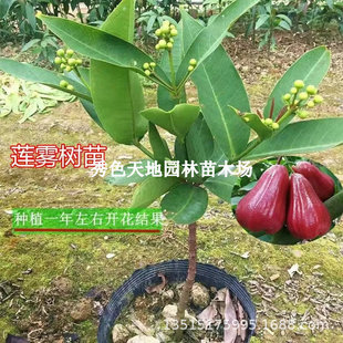 ���ǰű�ɏ�F�޽���ڽ������~�tɏ�F���Ϸ��Nֲ���Ե��Ԯ���Y��
