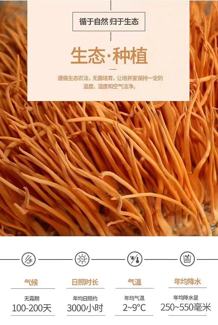 Dried Cordyceps Flower Chong Cao Hua 50g Broken Pieces Natural Sun Dried Soup Ingredient key features
