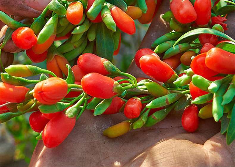 Dried Goji Berries Gou Qi Zi 1 Jin Ningxia Premium Grade Ready to Eat specifications