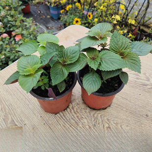 ���l�������K���Ի������������̨�����ļ������K�����ػݿ�ʳ��