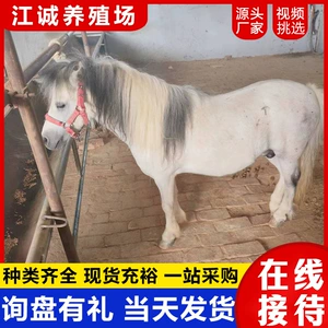 [景区园林骑乘互动矮脚马活体 出售迷你宠物马 家养小马特设兰品种]