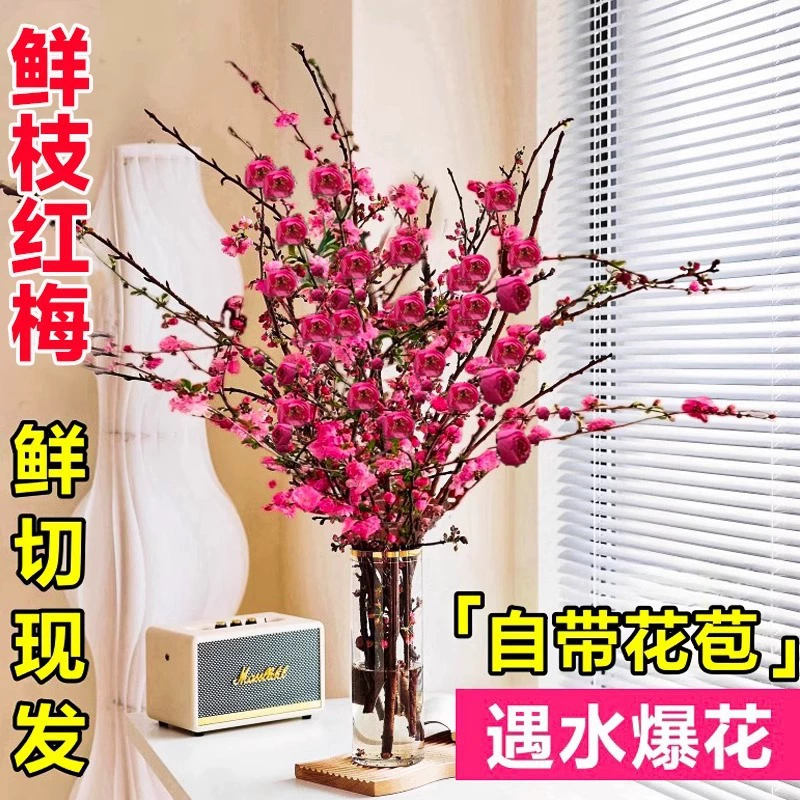 Гидропонные цветы красной сливы, ствол дерева персикового цвета, цветы жемчужной сливы, комнатные цветы, горшечные растения снежной ивы, вырезанные зеленые растения