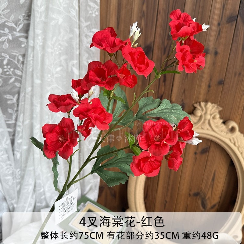 4갈래 베고니아