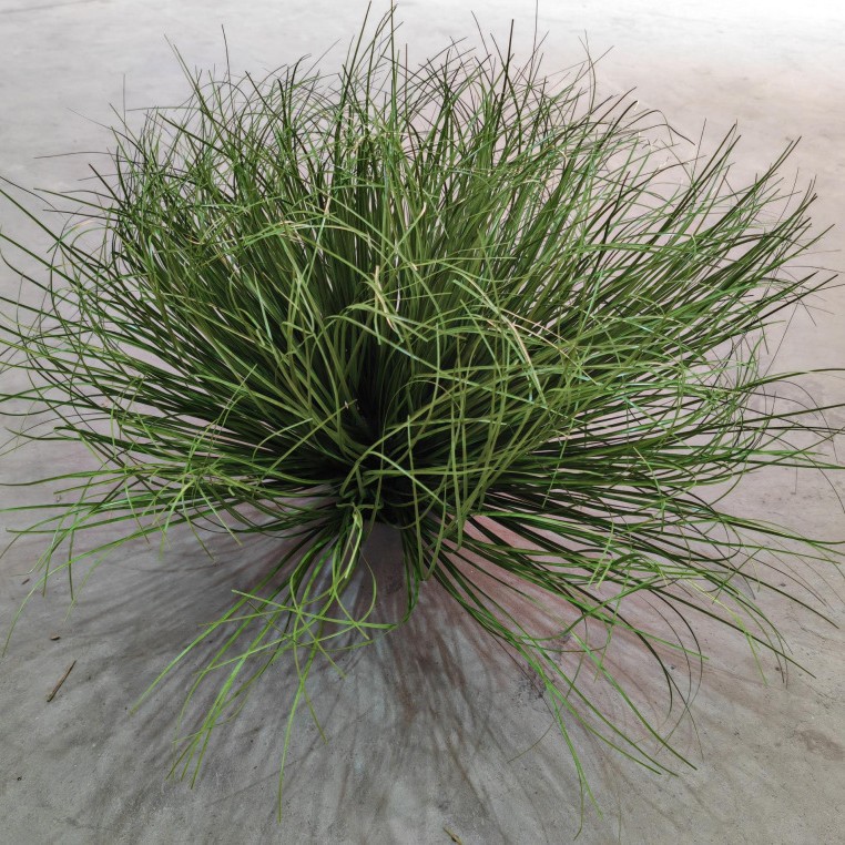 Artificial Reed artificial Reed hierba al por mayor falsa Planta Centro Comercial decoración del hogar cebolla Dogtail hierba artificial planta verde