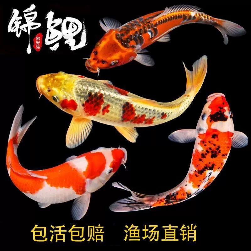 冷水观赏鱼淡水小金鱼活体小型锦鲤活物鱼宠物批发高颜值冷水鱼