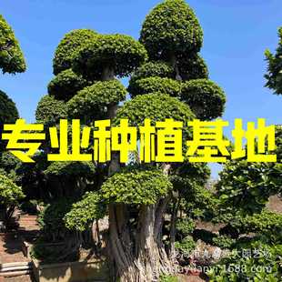 Fujian Small-Leaf Banyan Tree and Fine-Leaf Banyan Tree Wholesale Guizhou Small-Leaf Banyan Tree Pile Head Pile Scene Price Shape Banyan Tree Bonsai