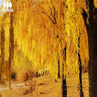 ����������S�����G��������ľ��������z�����е��L����ֱ����