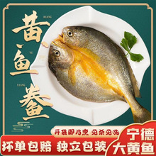 寧德新鮮大黃魚開背黃魚鯗冷凍海鮮批發香煎黃花魚水產餐飲黃瓜魚
