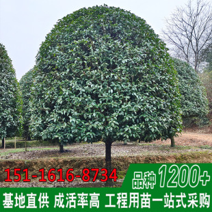���l���Ϲ𻨘侫Ʒ����G��������ľ14��20���ְ��¹𻨻���ֱ�N