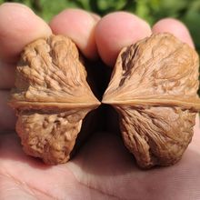 云南铁核桃鹰嘴半壁100年老树刷盘三天颜色就略微见红异形铁核桃