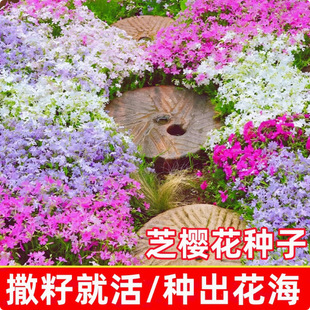 Low Cold-Resistant Zhizhi Seeds, Phlox Flower Seeds, Flower Seeds, Four-Season Outdoor Northern Balcony, Live Cold-Resistant Flower Seeds as Long as They See the Soil