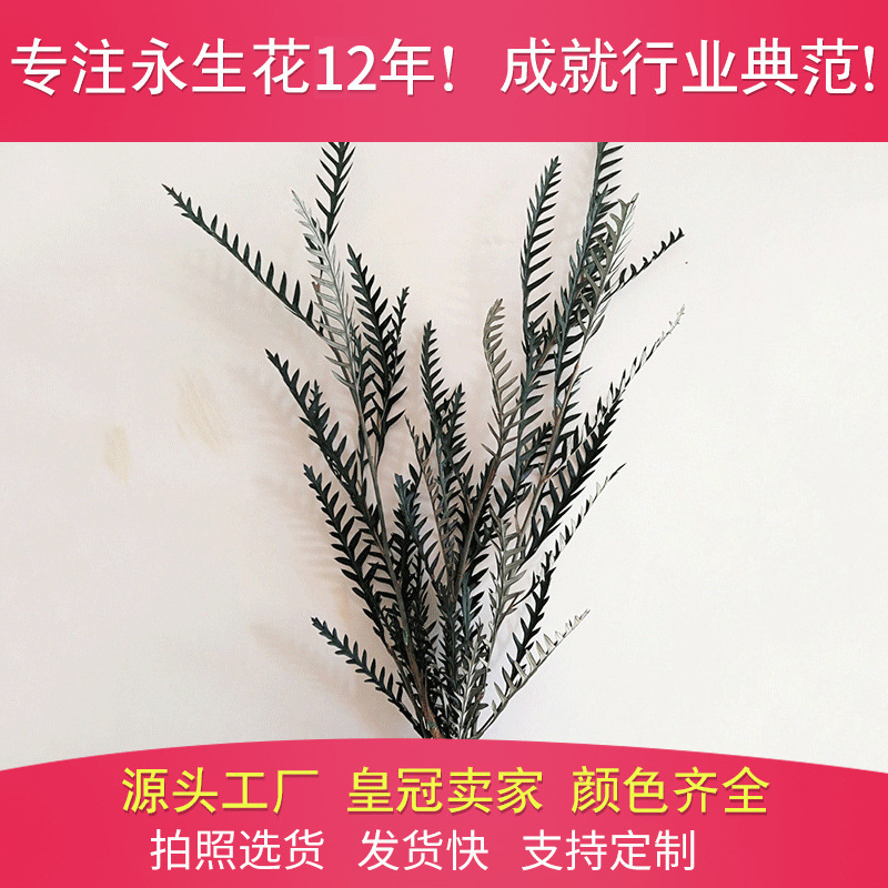 干花瓶花 绿色叶子 干花花束配花配材批发 羊齿叶 50cm