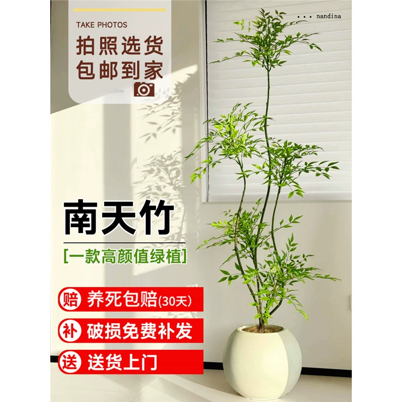 Большое комнатное растение в горшке Nandina domestica, подходящее для гостиной, бонсай, ландшафтного дизайна двора, зеленое круглый год, не требует особого ухода.