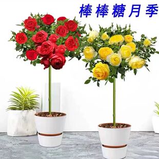 �󻨝����ļ��ͺ��޽Ә���¼��������Ϙ�ͥԺ�e�����ܘ䘶�����l
