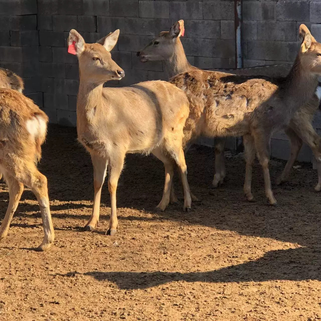 Домашняя живая пятнистая олень взрослый пятнистый олень цена пятнистый олень саженец живой родственник пятнистый олень продажа бесплатная доставка