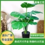 大型定制热带盆栽绿植