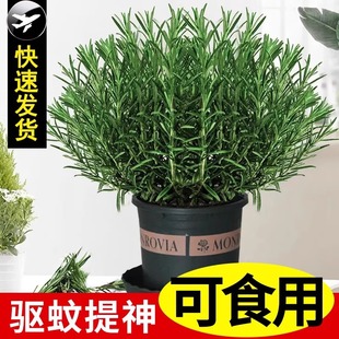 �Ե��������Կ�ʳ�����ֲ����ݱ�����ˮ�໨�ܾGֲ����