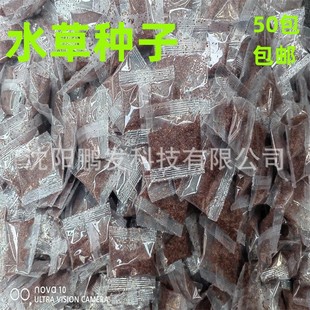 Aquatic grass seeds fish tank landscaping Aquatic grass seeds do not need CO2 Aquatic grass seeds Aquatic grass seeds sprout fast package Live Good cultivation