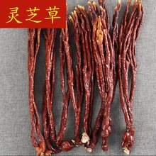 灵芝草中药材 长白山特产整枝500g克包邮 又名鹿角灵芝林芝菌类