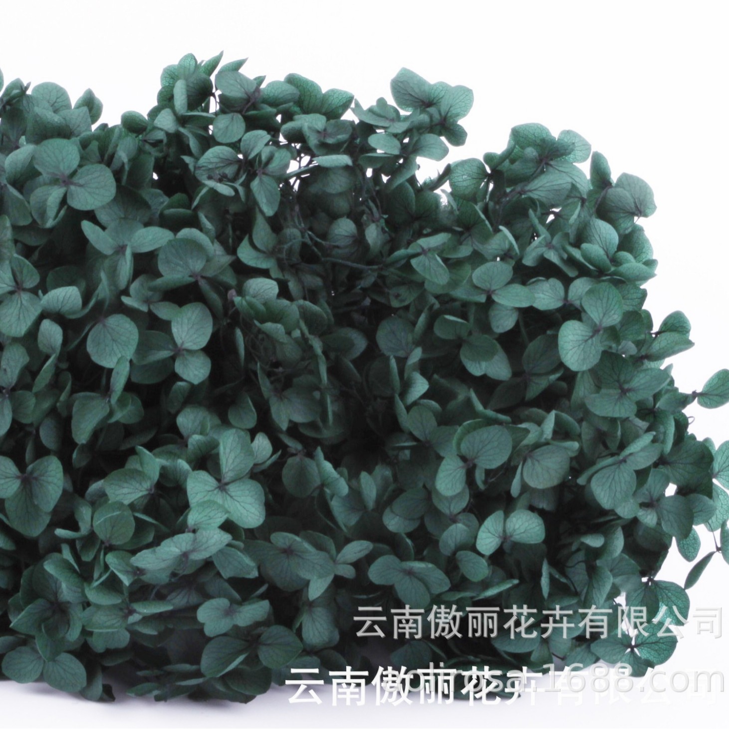 Grado A Anna Hortensia flor permanente flor seca Hortensia de hoja pequeña 20g Hortensia en caja fábrica al por mayor MATERIAL DE FLOR DE San Valentín