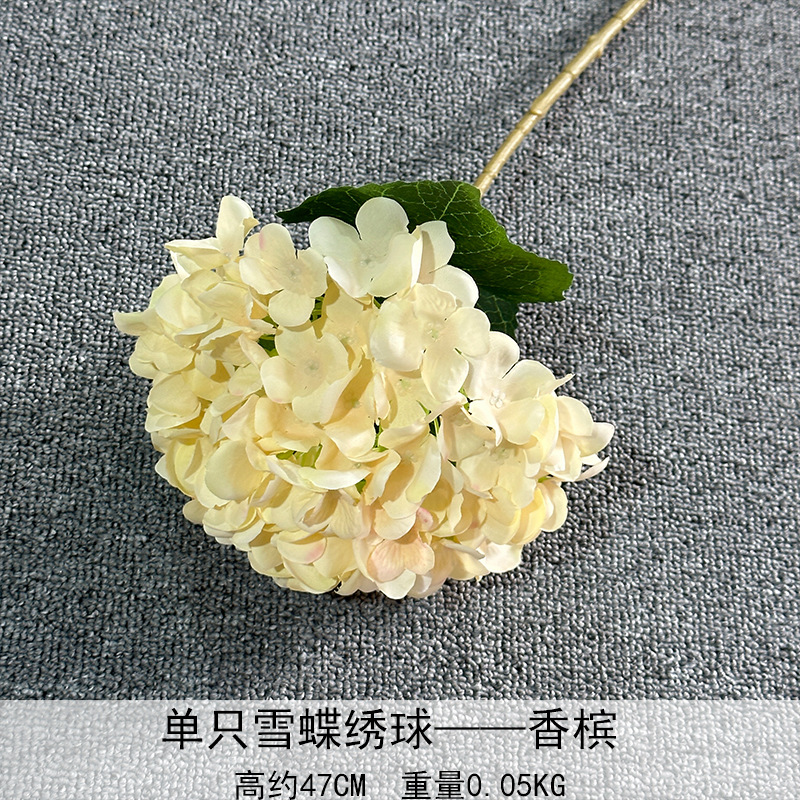 Solo nieve mariposa Hortensia champán