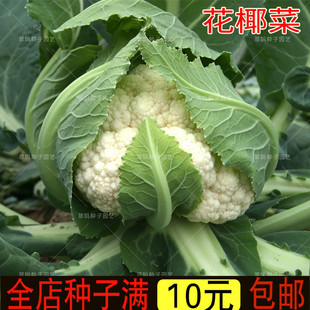 Cold-Resistant White Cauliflower Seeds, Cabbage and Cauliflower Seeds, High-Yielding Field Potted Courtyard Spring & Fall Sowing Vegetable Seeds