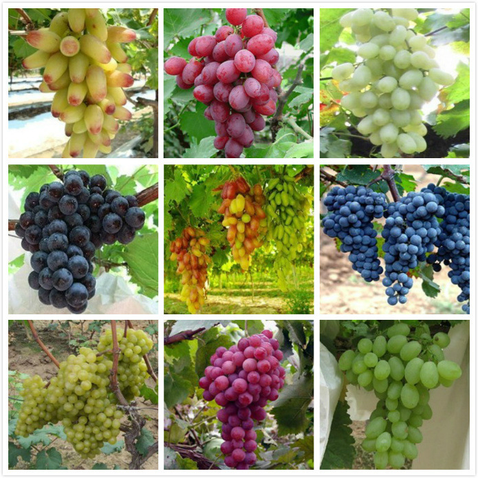 Grape seeds