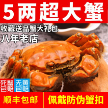 【活蟹】苏州大闸蟹现货鲜活螃蟹全母公蟹礼盒装代发顺丰包邮源头