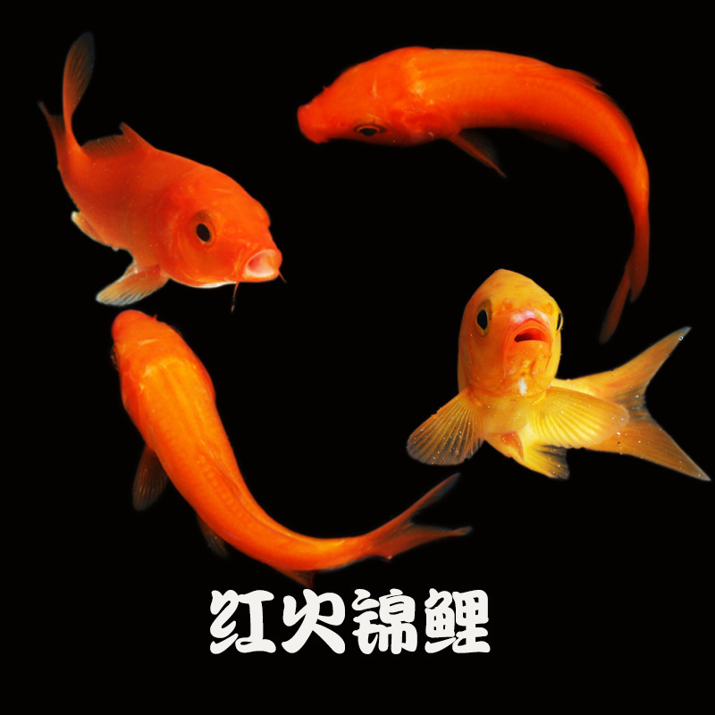 冷水観賞魚、日本鯉、純種ドイツ鯉、飼育しやすい、大正三色赤白稚魚金魚|undefined