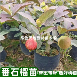 Carmine Red Guava Seedlings Grafted with Four-Season Red Heart Guava Saplings Balcony Courtyard Potted Ground Planting Results in the Same Year