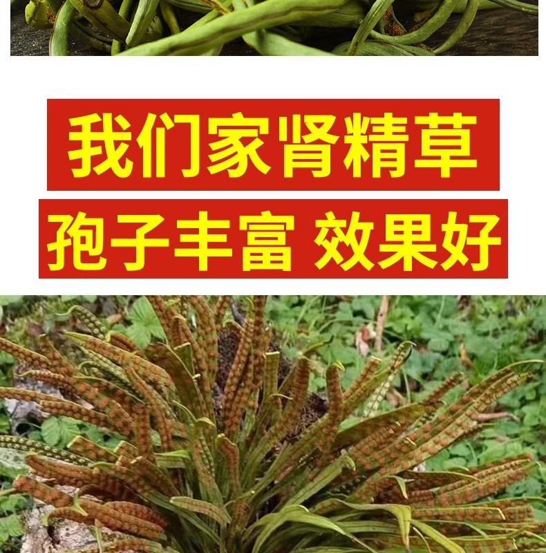 Shen Jing Cao Herbal Tea Wild Small Leaf 500g Men's Wellness Tea quality and texture