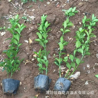 冬青苗四季常青冬青苗木 室外树苗木万年青庭院法国冬青苗绿化苗