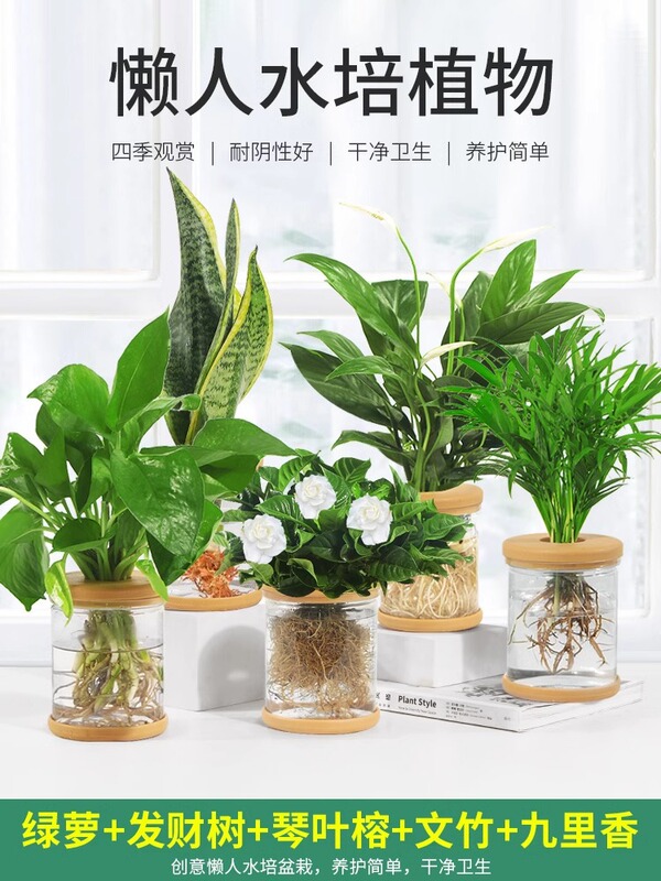 Office Hydroponic Plant Potted Green Dill Gardenia Flower Small Green Plant Easy to Grow in All Seasons Succulent Water Potted Plant