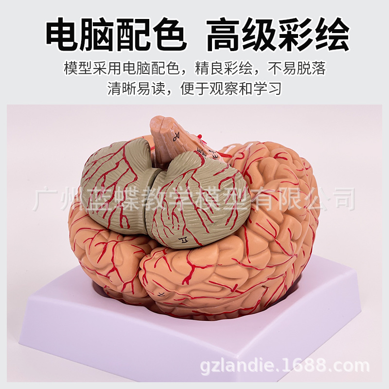 ��Ȼ�����񾭽�����ģ�� 9���� �����񾭽ṹ����ģ�� ������ģ��