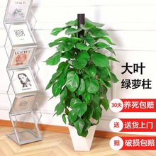 大叶绿萝柱盆栽客厅大型室内绿植保净化空气开业吸甲醛四季绿